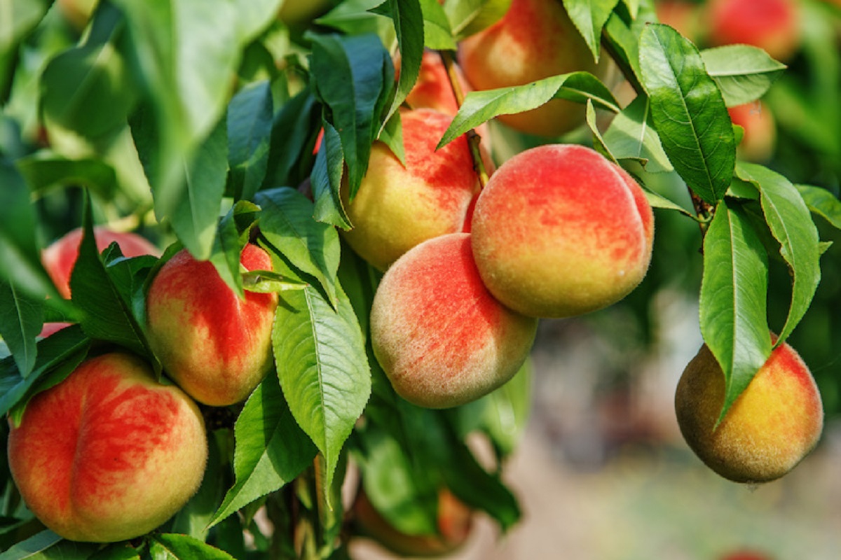 Produrre pesche costa meno delle nettarine