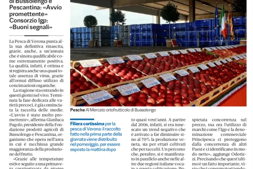 Il quotidiano di Verona interpella la Fondazione per parlare della stagione peschicola.