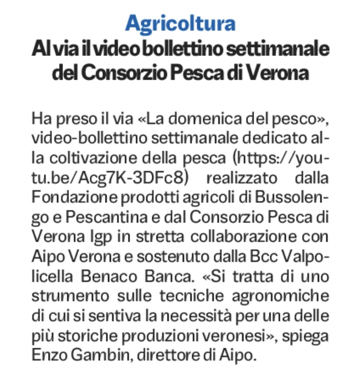 L'articolo del quotidiano L'Arena sul videobollettino della Fondazione