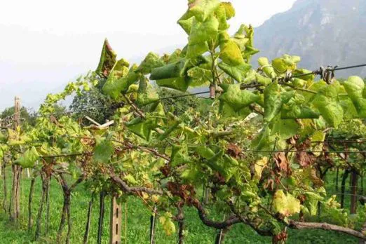 Contributo regionale per le imprese colpite da flavescenza dorata