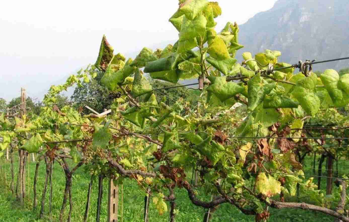 Contributo regionale per le imprese colpite da flavescenza dorata