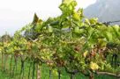 Contributo regionale per le imprese colpite da flavescenza dorata