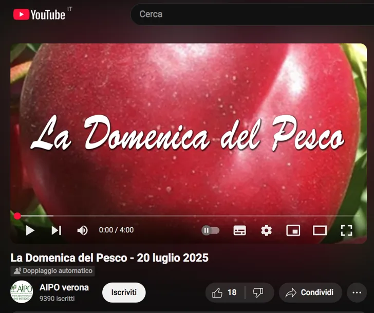 Torna online il video-bollettino agronomico settimanale sulla pesca