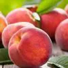 Nel 2026 cresce in Italia la produzione italiana di pesche e nettarine