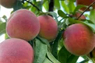 Pesche