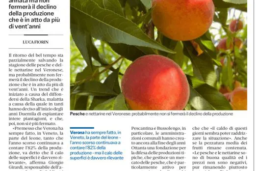 quotidiano L'Arena